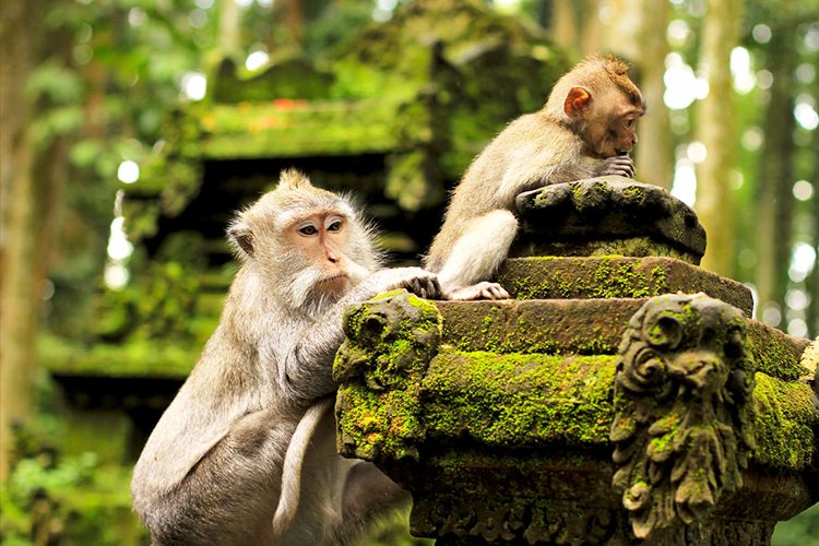 Sacred Monkey Forest
