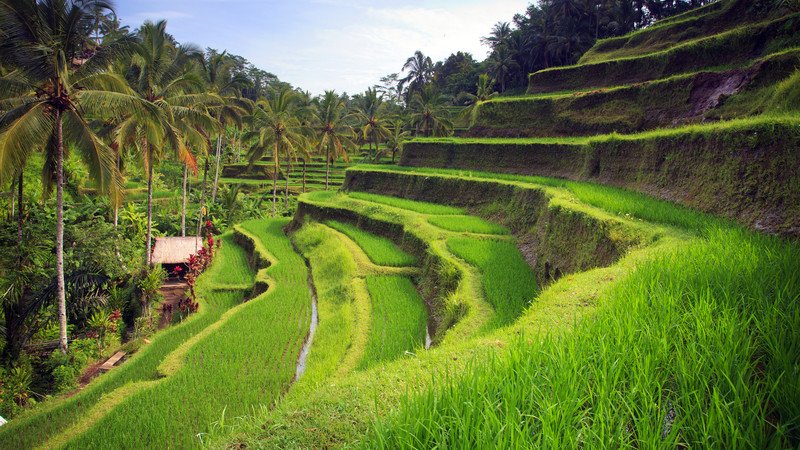 Rice Terraces