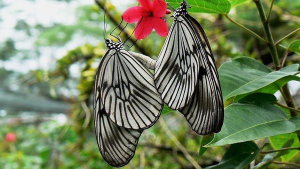 Butterfly Park